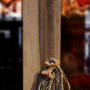Eeyore's tail (doorbell). 60 cm