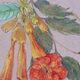 Цветок лианы.Бумага, акварельный карандаш, тушь,30х20 см